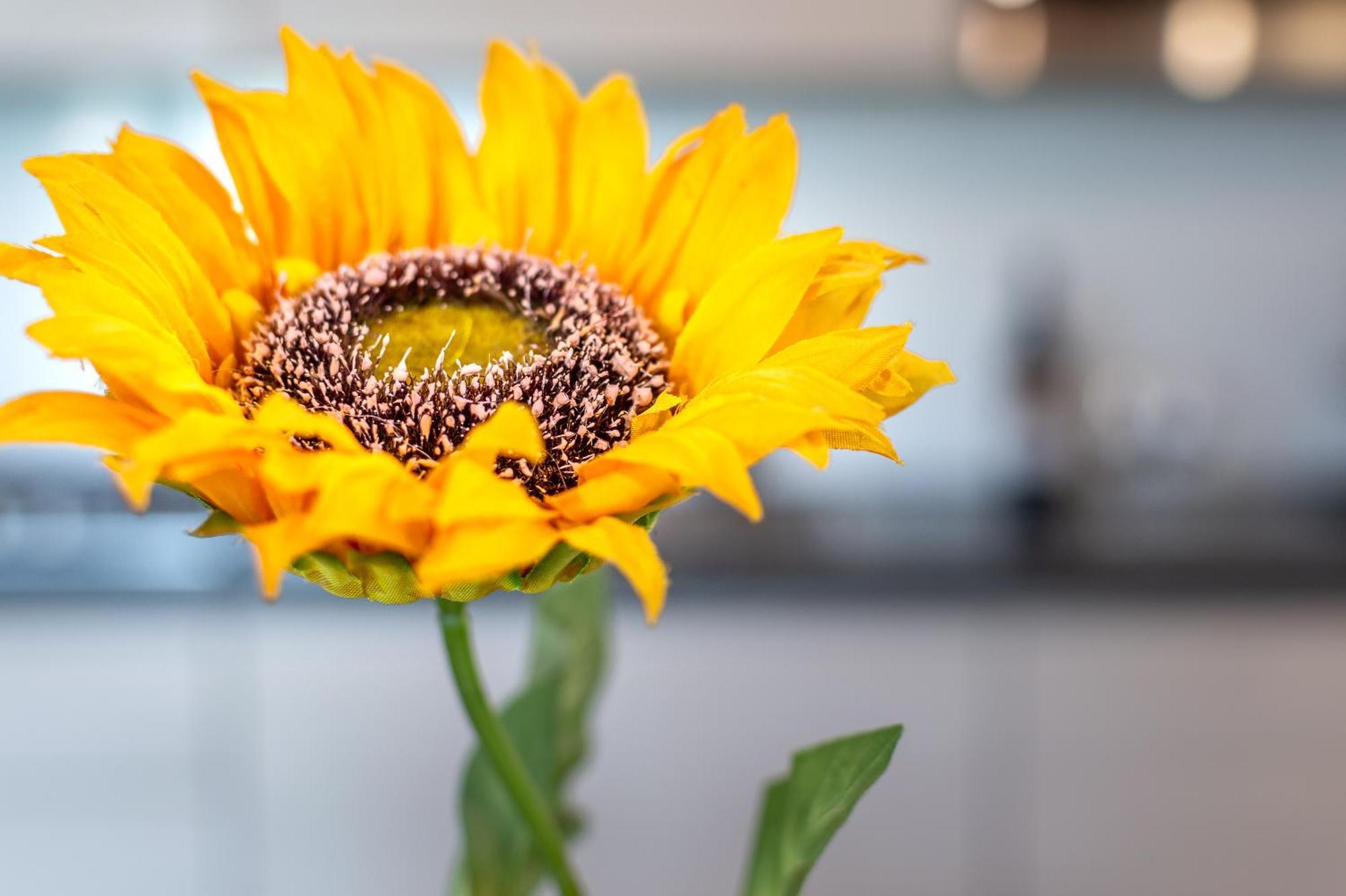 Sunflower Con Vista Su Siena Βίλα Corsano  Εξωτερικό φωτογραφία